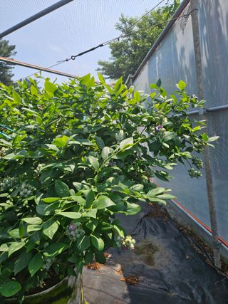 제주 지안이네농장님의 자유주제 · 자유게시판 작성글 사진