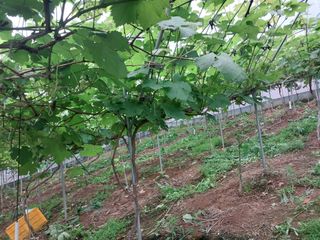 영수농원님의 자유주제 · 자유게시판 작성글 사진