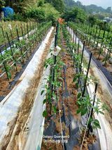 팜모닝 자유주제·자유게시판 게시글 이미지