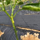 팜모닝 농사, 무엇이든 물어보세요!·참여글 게시글 이미지