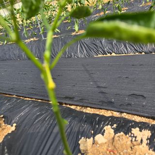 권춘화님의 농사, 무엇이든 물어보세요! · 참여글 작성글 사진