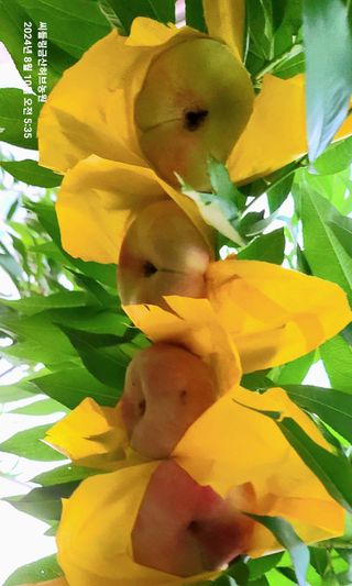 금산허브농원님의 자유주제 · 자유게시판 작성글 사진