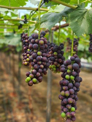 농업회사법인무지개주식회사님의 자유주제 · 자유게시판 작성글 사진