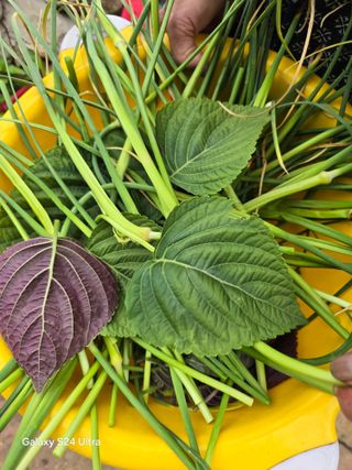 소병찬님의 자유주제 · 자유게시판 작성글 사진