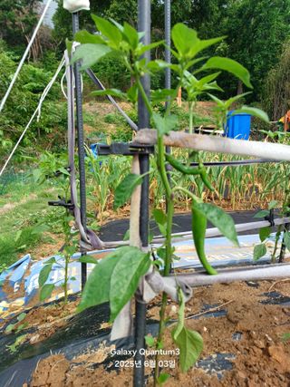 전진규.해돋이님의 자유주제 · 자유게시판 작성글 사진