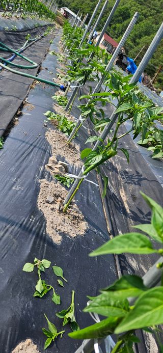 이충식님의 자유주제 · 자유게시판 작성글 사진