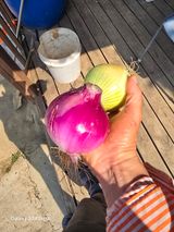 팜모닝 자유주제·자유게시판 게시글 이미지