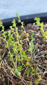 팜모닝 농사, 무엇이든 물어보세요!·참여글 게시글 이미지