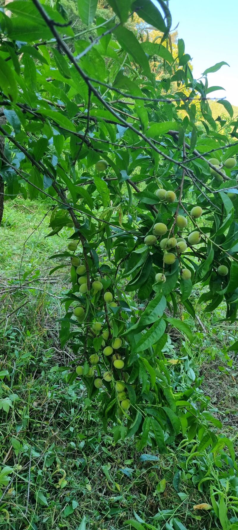 장터 상품 [개복숭아  10kg] 썸네일