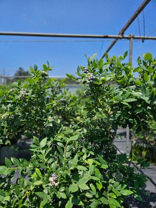 제주 지안이네농장님의 자유주제 · 자유게시판 작성글 사진