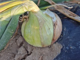 송광만님의 양파 · 자유게시판 작성글 사진