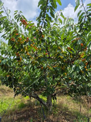 마산쌀재골체리님의 자유주제 · 자유게시판 작성글 사진