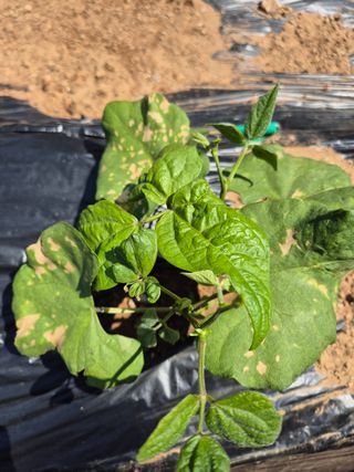 갈담리님의 농사, 무엇이든 물어보세요! · 참여글 작성글 사진