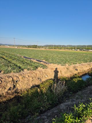 송광만님의 양파 · 자유게시판 작성글 사진