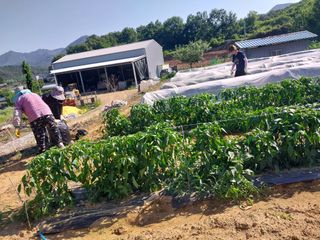 영수농원님의 자유주제 · 자유게시판 작성글 사진