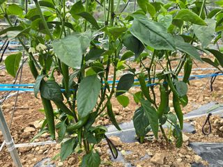 고추농사 정 미라님의 자유주제 · 자유게시판 작성글 사진