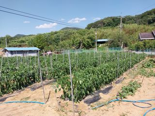 영수농원님의 자유주제 · 자유게시판 작성글 사진