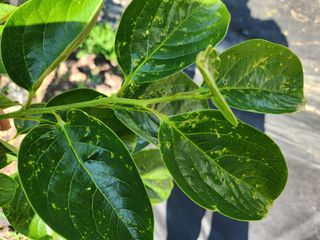 텃밭입문님의 농사, 무엇이든 물어보세요! · 참여글 작성글 사진