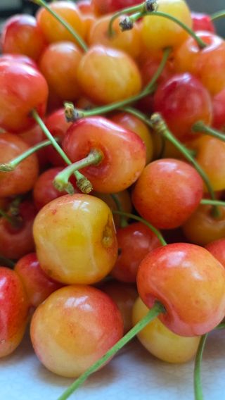 복주농장님의 자유주제 · 자유게시판 작성글 사진