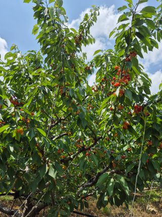 마산쌀재골체리님의 자유주제 · 자유게시판 작성글 사진