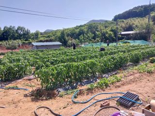 영수농원님의 자유주제 · 자유게시판 작성글 사진