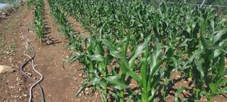 사과밀양님의 농사, 무엇이든 물어보세요! · 참여글 작성글 사진