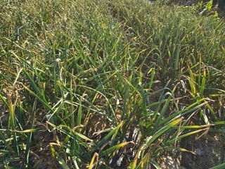 노아님의 농사, 무엇이든 물어보세요! · 참여글 작성글 사진