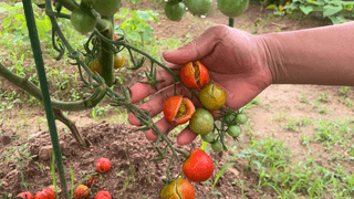 누보농장님의 자유주제 · 자유게시판 작성글 사진