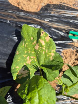 갈담리님의 농사, 무엇이든 물어보세요! · 참여글 작성글 사진