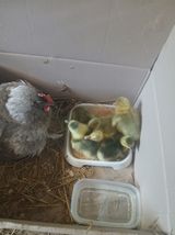 팜모닝 자유주제·자유게시판 게시글 이미지