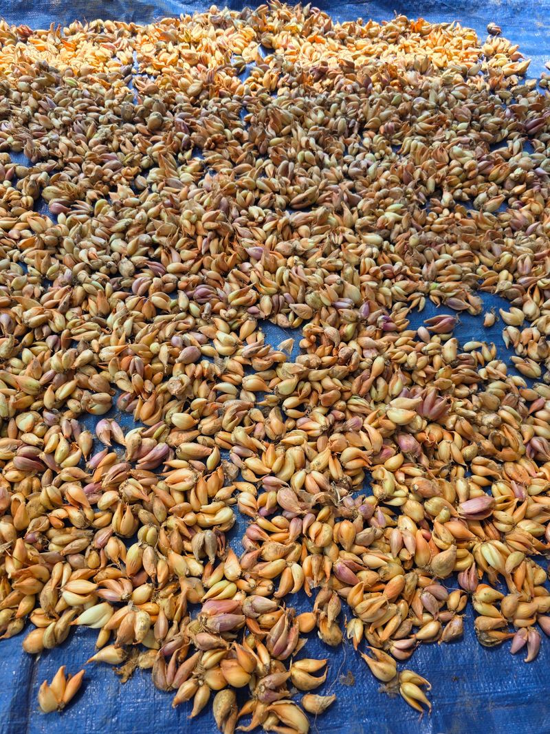 _고성농장님의 장터 판매 상품 [가을 쪽파 종구 (1kg)] 첨부 사진