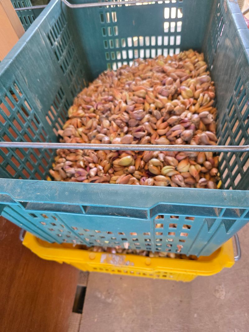 장터 상품 [가을 쪽파 종구 (1kg)] 썸네일