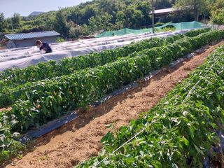 영수농원님의 자유주제 · 자유게시판 작성글 사진