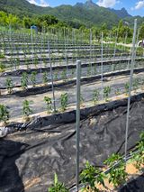 팜모닝 자유주제·자유게시판 게시글 이미지