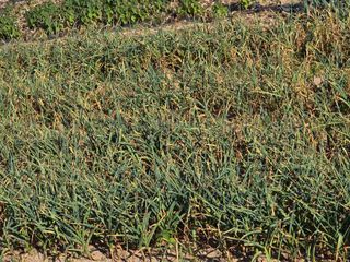 노아님의 농사, 무엇이든 물어보세요! · 참여글 작성글 사진