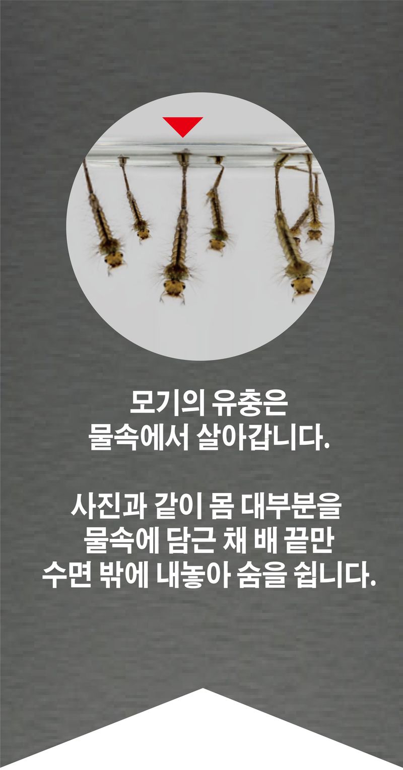 태민농자재님의 장터 판매 상품 [태민농자재 모기유충제로 100g 1개 모기 장구벌레 퇴치제 정화조 변기 투척 살충제 약] 첨부 사진