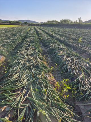 송광만님의 양파 · 자유게시판 작성글 사진