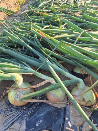 송광만님의 양파 · 자유게시판 작성글 사진