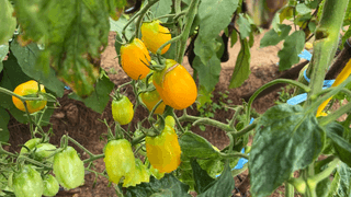 누보농장님의 자유주제 · 자유게시판 작성글 사진