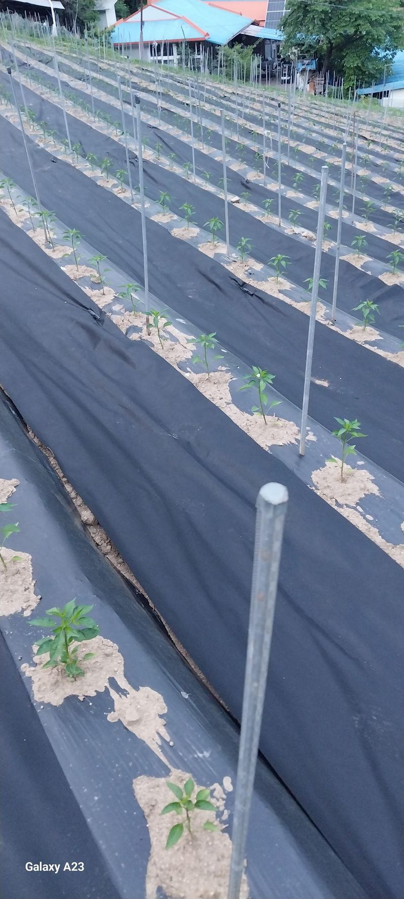 이일철 (조이산골)님의 장터 판매 상품 [고추가루 한근 500g] 첨부 사진