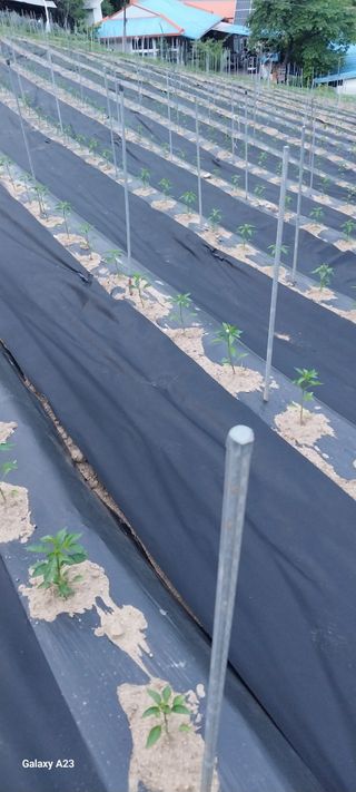 이일철 (조이산골)님의 작성글 사진