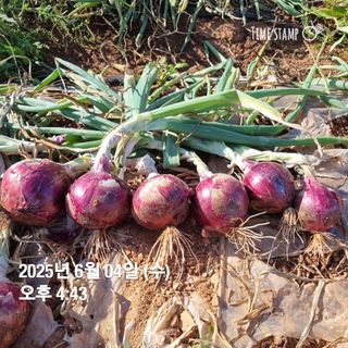 민들레님의 자유주제 · 자유게시판 작성글 사진