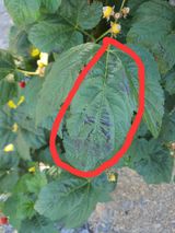 팜모닝 농사, 무엇이든 물어보세요!·참여글 게시글 이미지