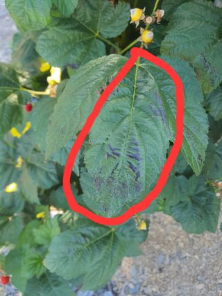 농사985님의 농사, 무엇이든 물어보세요! · 참여글 작성글 사진