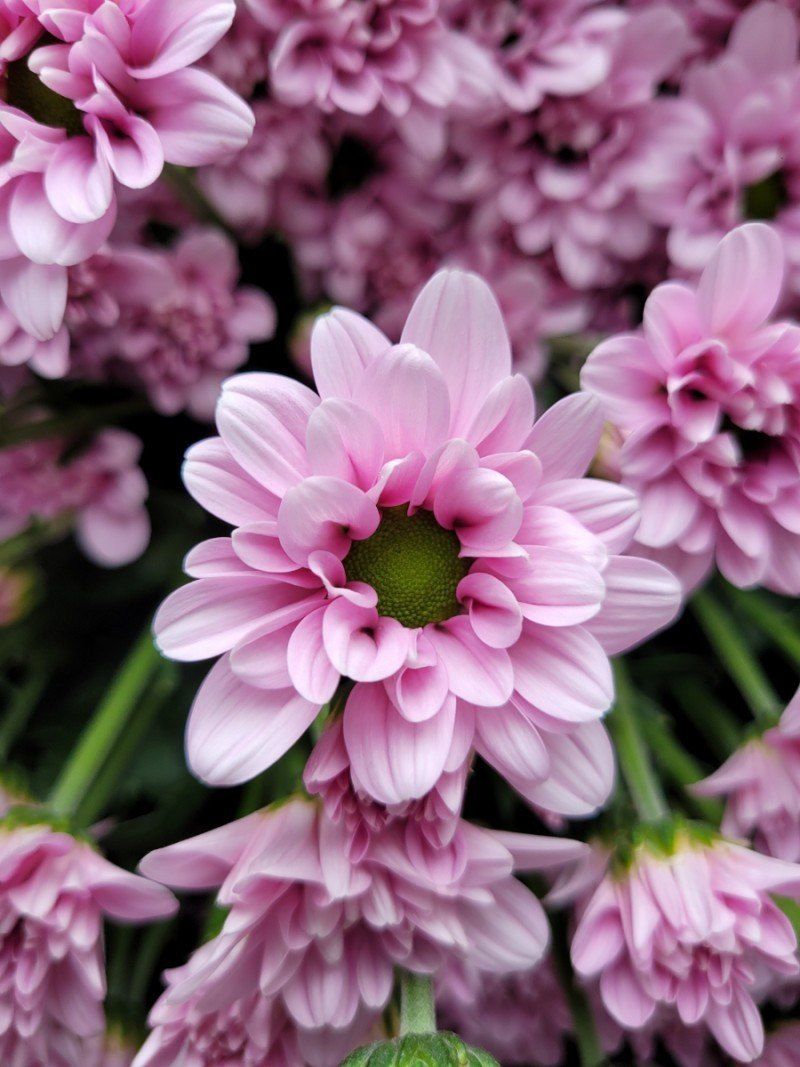 사랑꽃농장님의 장터 판매 상품 [50%국화8종8색 모종5세트(40개)] 첨부 사진