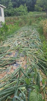 팜모닝 농사, 무엇이든 물어보세요!·참여글 게시글 이미지