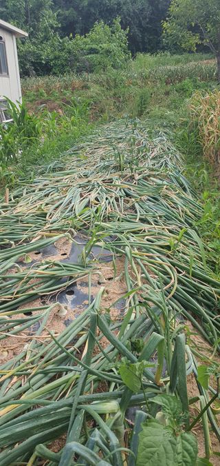 또순이떼지누리님의 농사, 무엇이든 물어보세요! · 참여글 작성글 사진