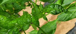 이태희님의 고추 · 병해충상담 작성글 사진