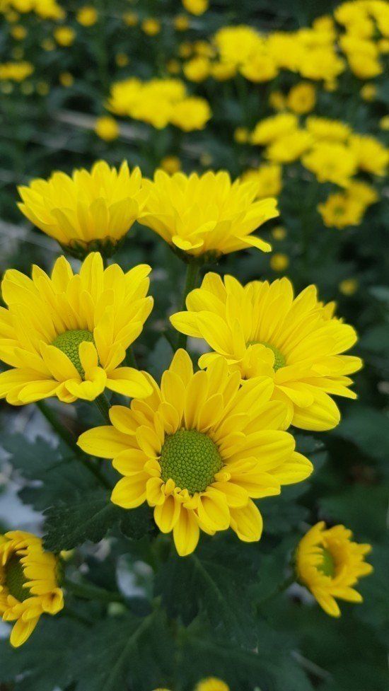 사랑꽃농장님의 장터 판매 상품 [50%국화8종8색 모종5세트(40개)] 첨부 사진