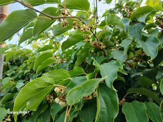 바위돌 심재성님의 농사, 무엇이든 물어보세요! · 참여글 작성글 사진